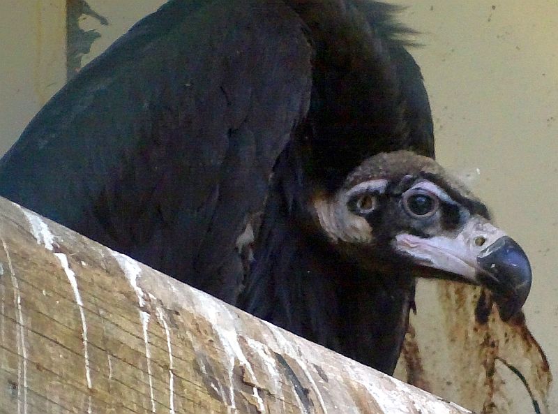 Jungvogel bei den Mönchsgeiern im Tierpark Berlin