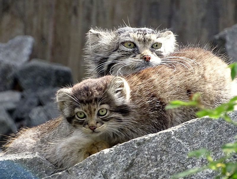 Manul mit Jungtier liegend auf einem Fels im Tierpark Berlin