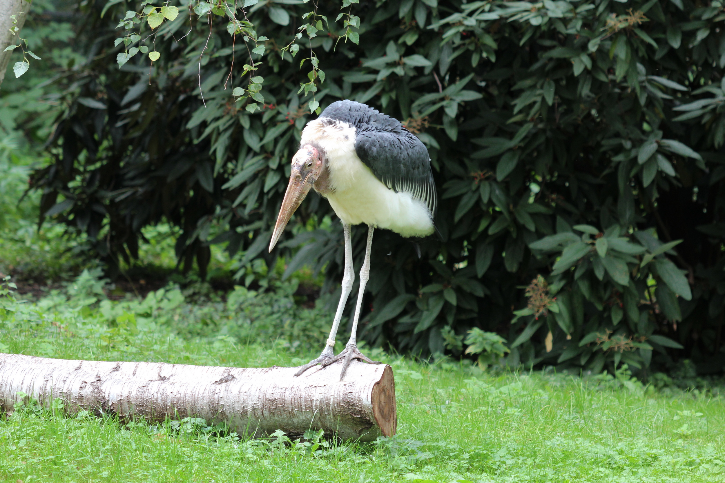 Marabus aus dem Zoo Leipzig in den Zoo Berlin gekommen - Aktuelles aus Tierpark Berlin und Zoo Berlin - Freunde Hauptstadtzoos - Förderverein