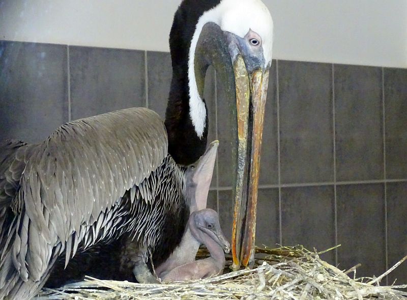 Meerespelikan mit Nachwuchs im Tierpark Berlin