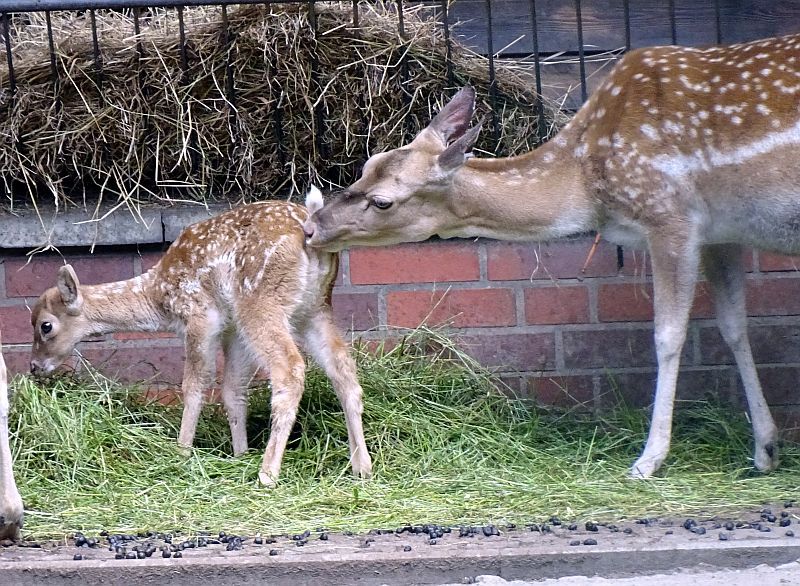 Mesopotamischer Damhirsch Im Mai Im Tierpark Berlin Geboren - Freunde ...