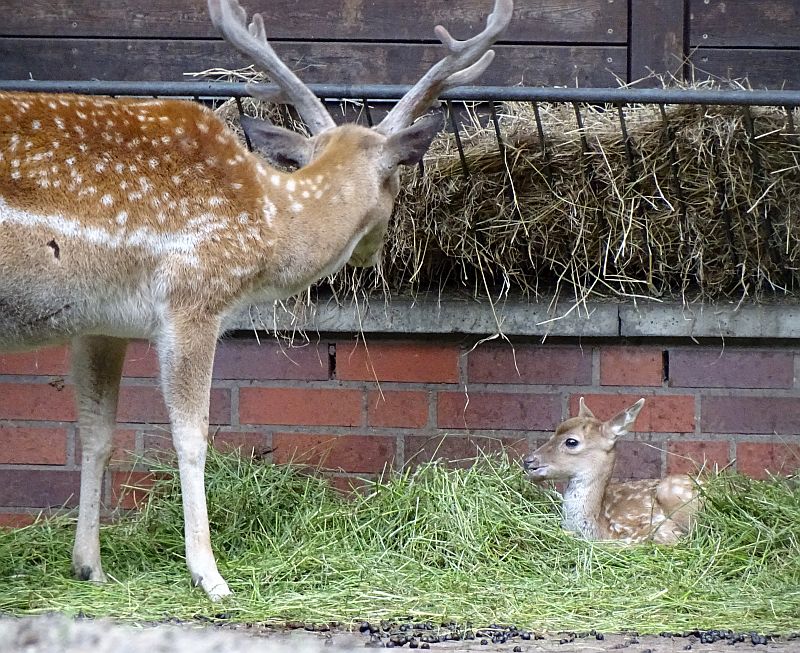 Mesopotamischer Damhirsch Im Mai Im Tierpark Berlin Geboren - Freunde ...