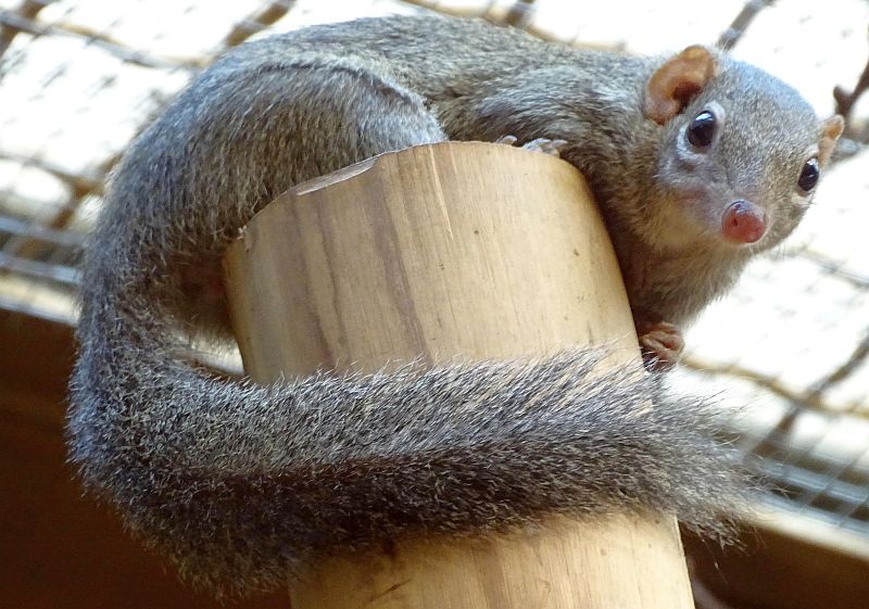 Nördlich Spitzhörnchen im Tierpark Berlin - Freunde Hauptstadtzoos - Helfen