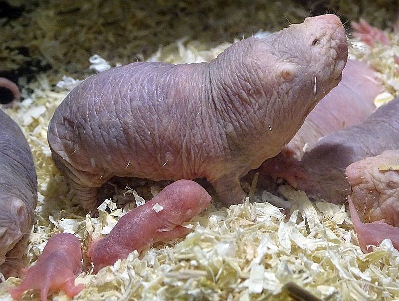 Nacktmull mit Jungtieren im Stroh, sind am 30. November im Tierpark Berlin geboren. Berlin - Freunde Hauptstadtzoos - Förderverein"