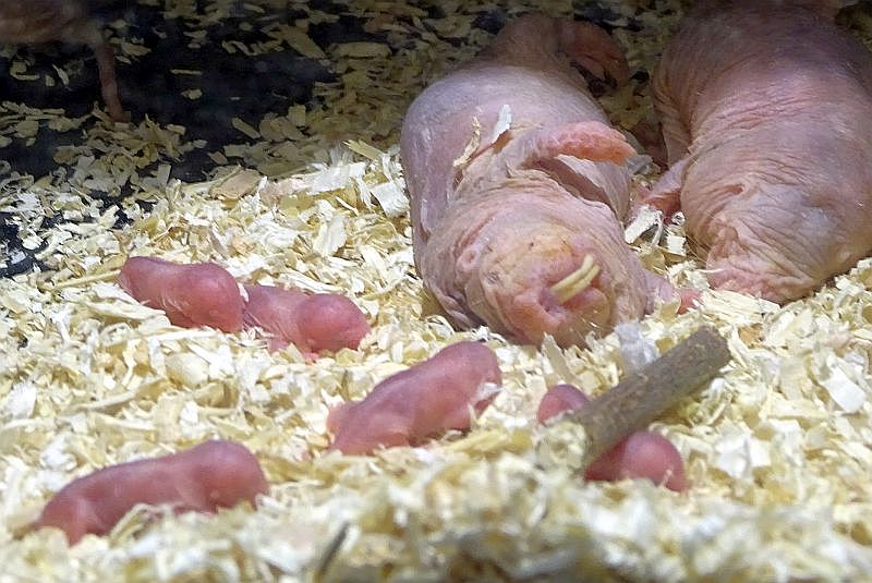 Nacktmull mit Jungtieren im Stroh, sind am 30. November im Tierpark Berlin geboren. Berlin - Freunde Hauptstadtzoos - Förderverein"