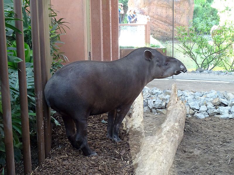 Einblicke In Die Neueröffnete Nashorn-Pagode Vom Zoo Berlin - Freunde ...