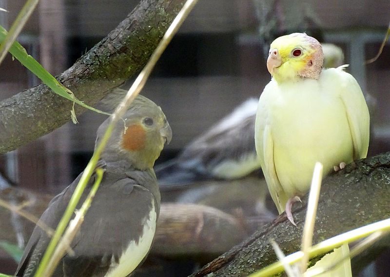 Nymphensittich mit Jungvogel im Tierpark Berlin