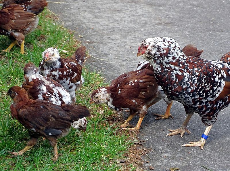 Orloff-Zwerghühner im Tierpark Berlin.