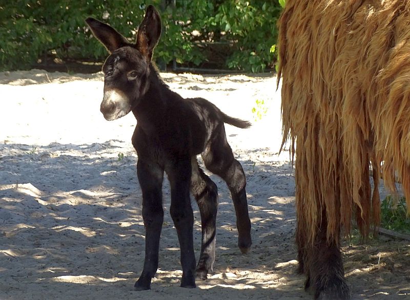 Jungtier bei den Poitou-Eseln im Tierpark Berlin.