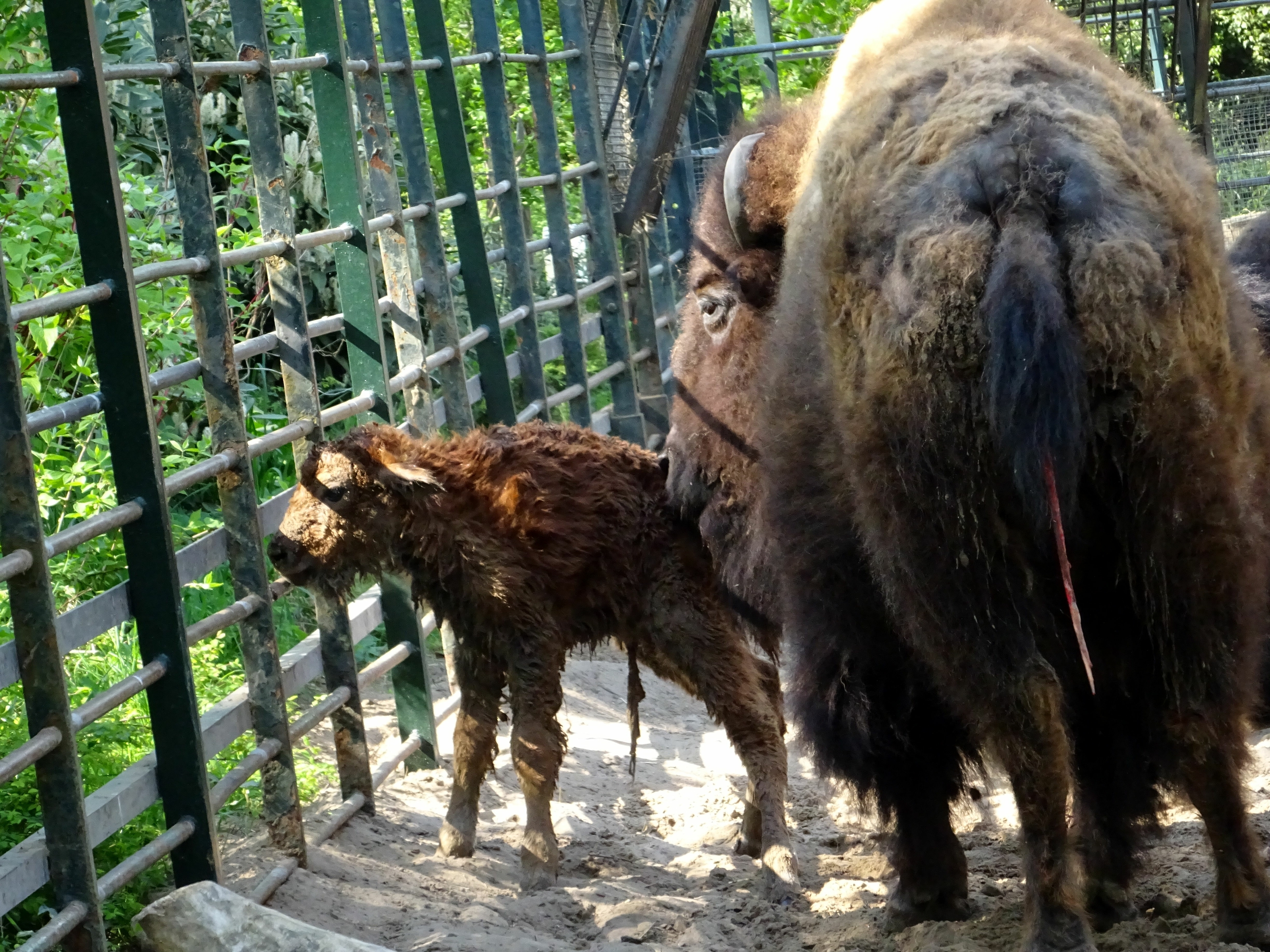 Präriebison - Jungtier - Zoo Berlin - Aktuelles - Freunde Hauptstadtzoos - Förderverein