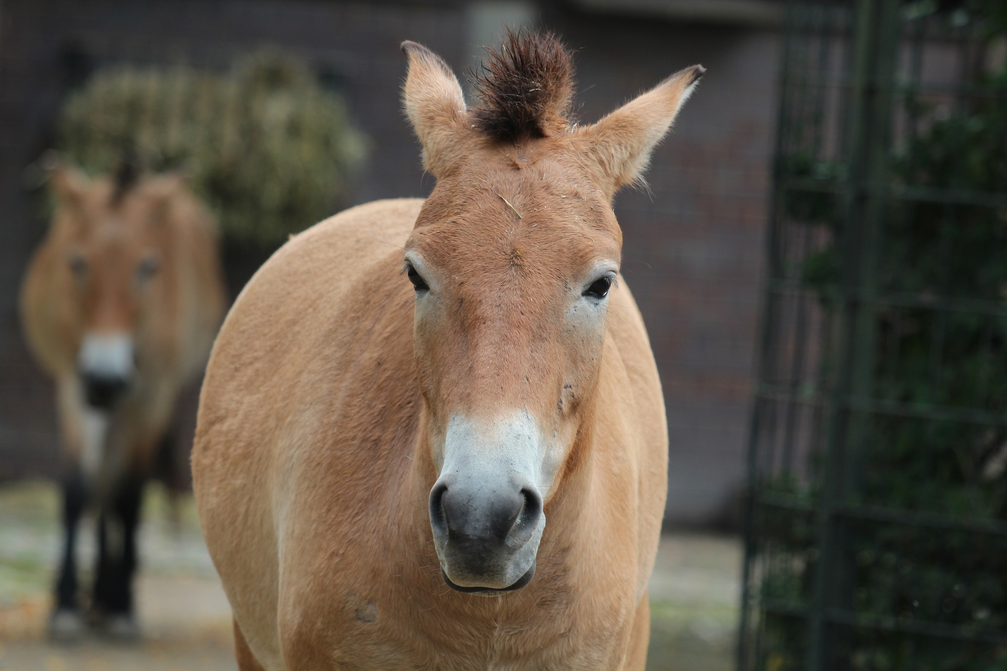 Die Przewalski-Stuten im Zoo Berlin - Aktuelles aus Tierpark Berlin und Zoo Berlin - Freunde Hauptstadtzoos