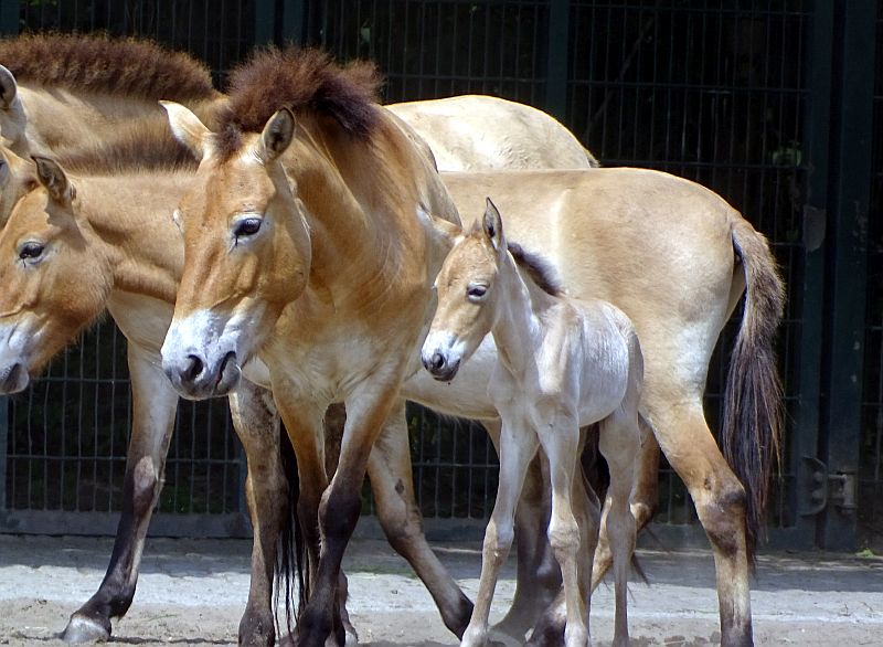 Przewalkipferde mit Fohlen im Tierpark Berlin