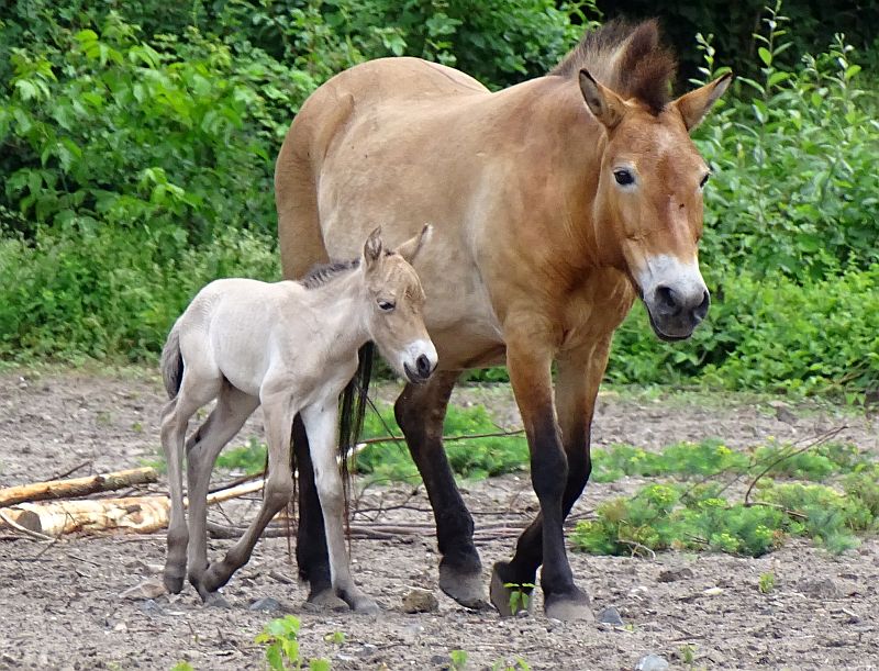 alt-"Przewalski-Pferd-Jungtier - Aktuelles Tierpark Berlin und Zoo Berlin - Freunde Hauptstadtzoos - Förderverein"