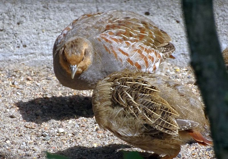 Rebhuhn mit Jungvogel im Zoo Berlin