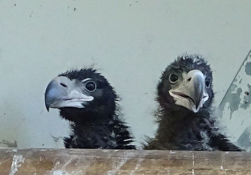 Jungvögel bei den Riesenseeadlern im Tierpark Berlin