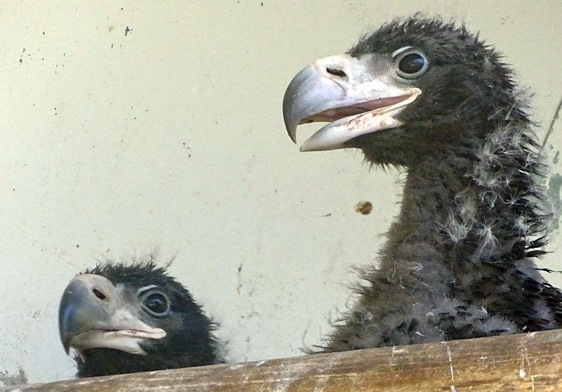 Jungvögel bei den Riesenseeadlern im Tierpark Berlin