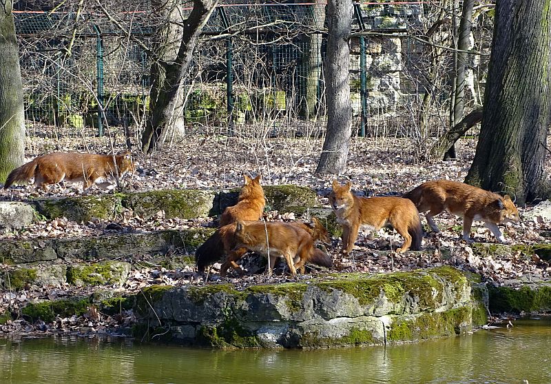 Rothunde im Tierpark Berlin haben neue Anlage bezogen.