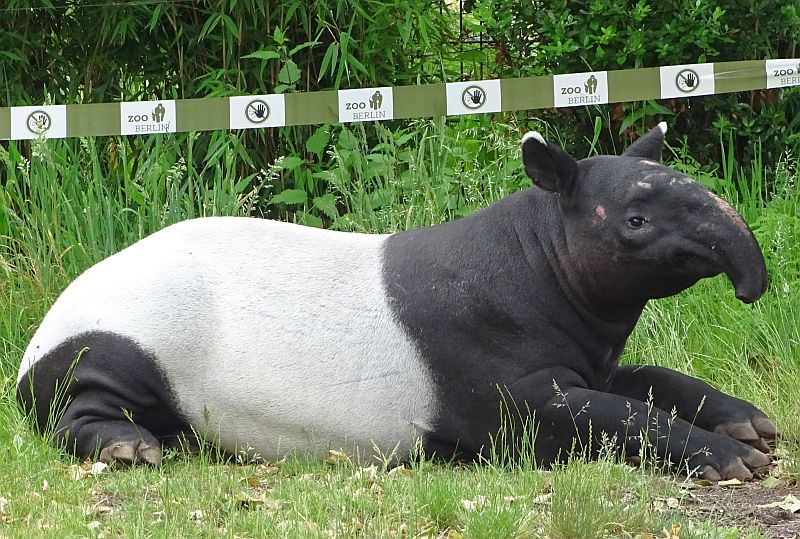 Schabrackentapir liegend auf einer Wiese im Zoo Berlin.