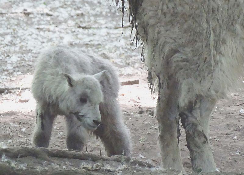 alt-"Schneeziege - Jungtier - Aktuelles Tierpark Berlin und Zoo Berlin - Freunde Hauptstadtzoos - Förderverein"