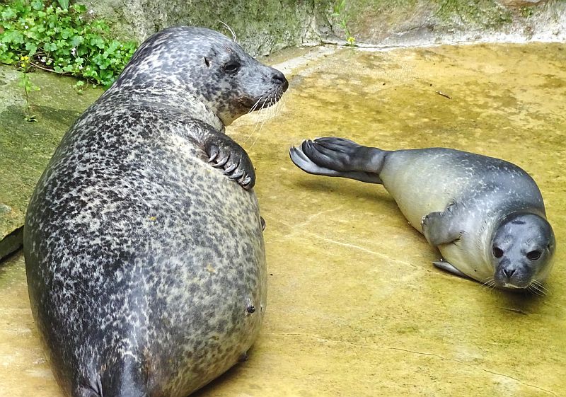 Zweifacher Nachwuchs bei den Seehunden im Zoo Berlin - Freunde Hauptstadtzoos - Helfen