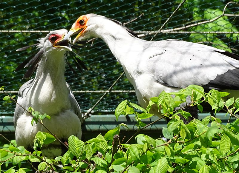 alt-"Sekretäre - Aktuelles Tierpark Berlin und Zoo Berlin - Freunde Hauptstadtzoos - Förderverein"