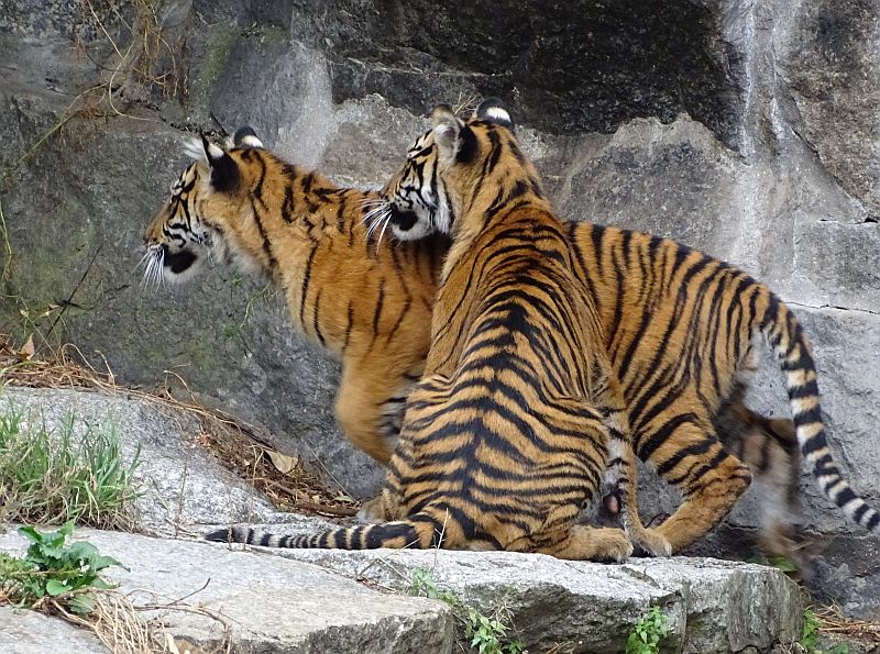 alt-"Sumatra-Tiger - Aktuelles Tierpark Berlin und Zoo Berlin - Freunde Hauptstadtzoos - Förderverein"