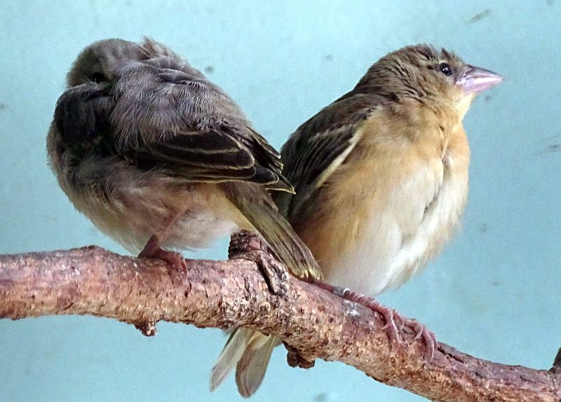 Jungvögel bei den Textorwebern im Zoo Berlin