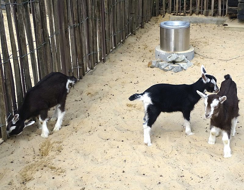 Drei Jungtiere bei den Thüringer Waldziegen im Zoo Berlin