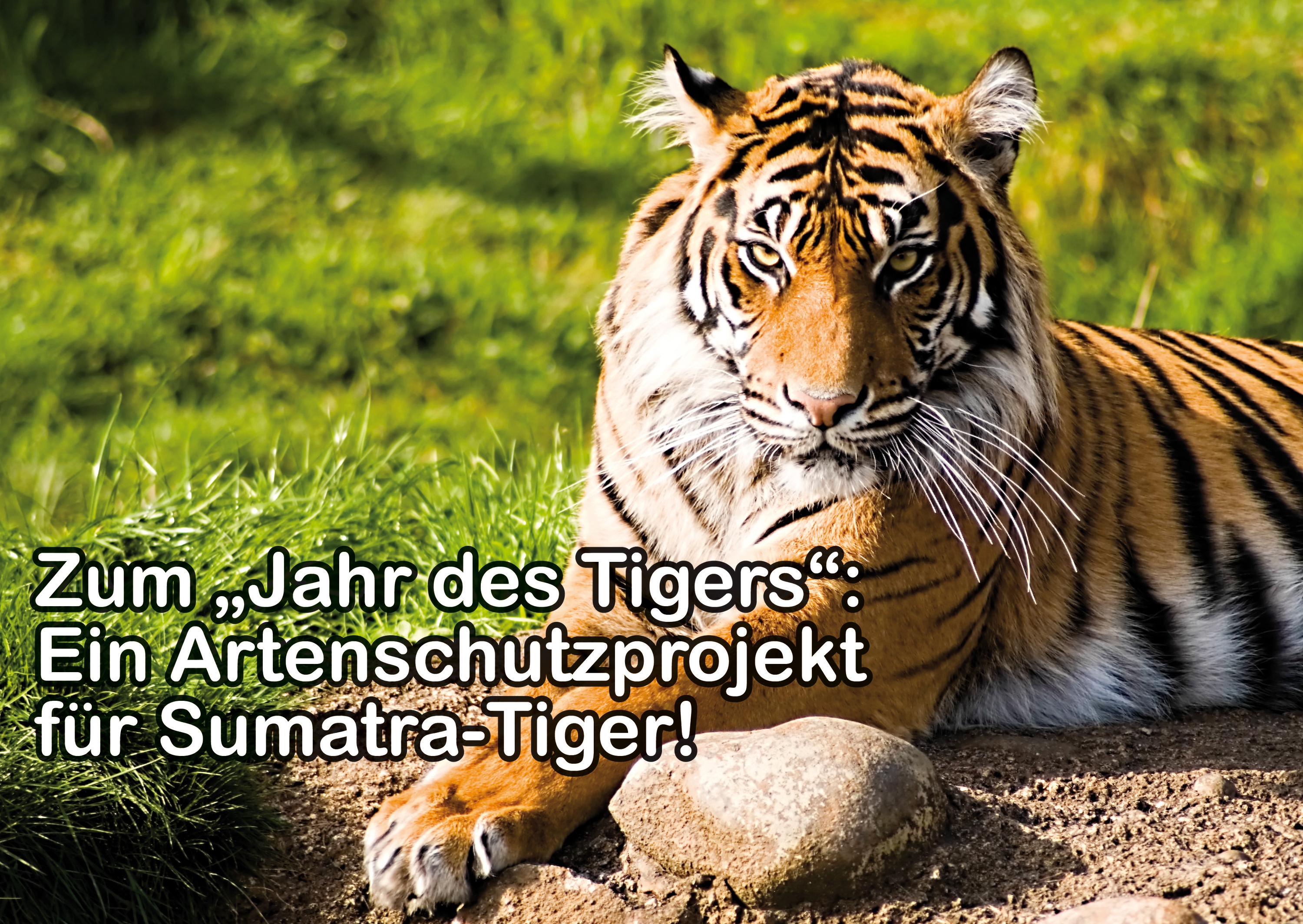 Artenschutz - Sumatra-Tiger - Helfen - Hilfe - Aktuelles - Tierpark Berlin und Zoo Berlin - Freunde Hauptstadtzoos
