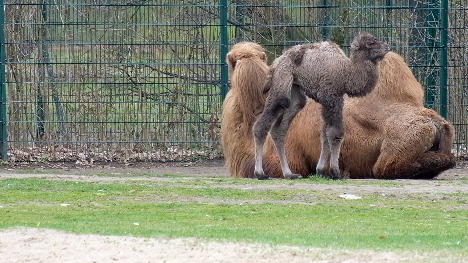 alt-"Trampeltier mit Fohlen - Aktuelles Tierpark Berlin und Zoo Berlin - Freunde Hauptstadtzoos - Förderverein"