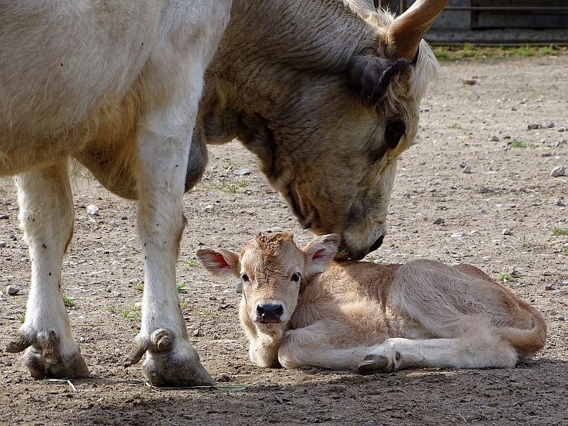 Ungarisches Steppenrind mit Kalb im Tierpark Berlin
