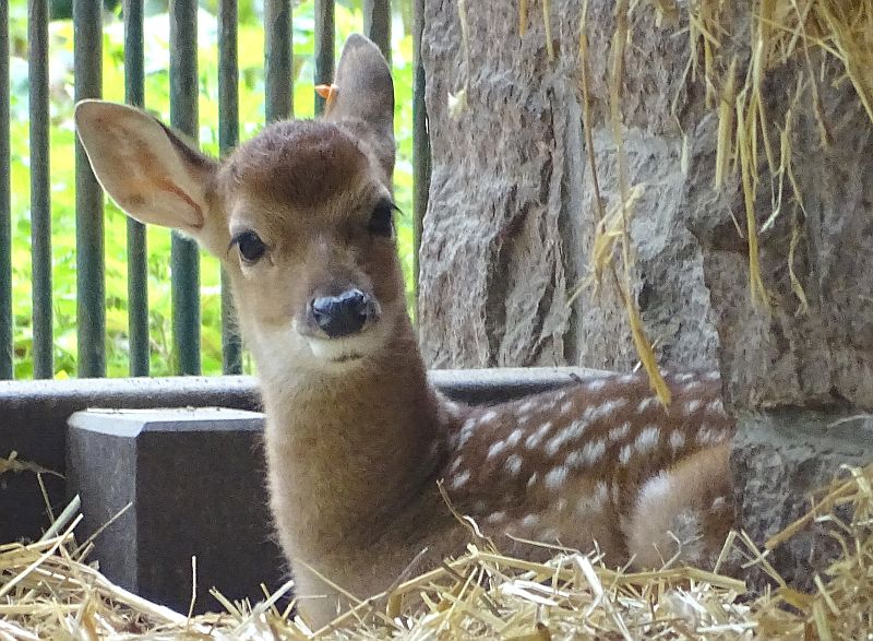Jungtier bei den Vietnam-Sikahirschen im Tierpark Berlin