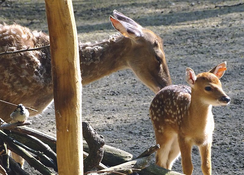 Jungtier bei den Vietnam-Sikahirschen im Tierpark Berlin