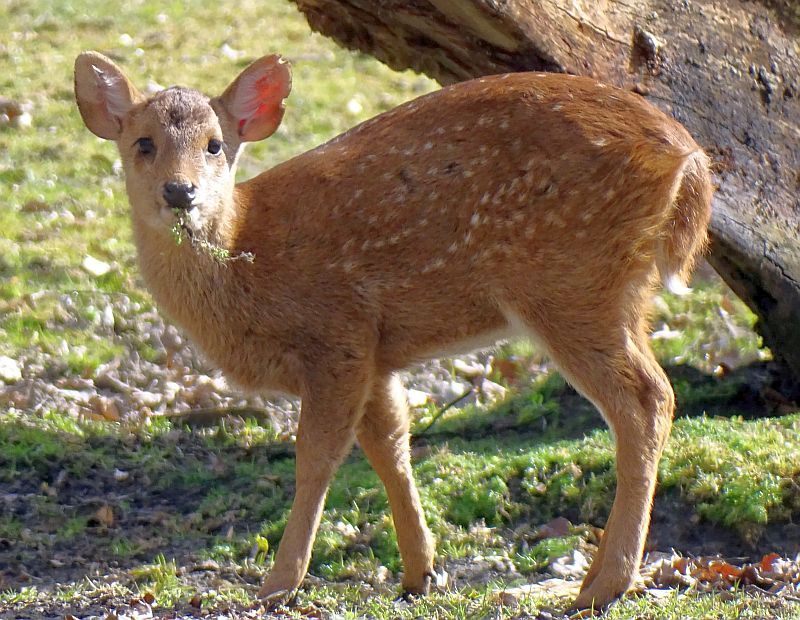 Vorderindischer Schweinshirsch - Jungtier - Tierpark Berlin und Zoo Berlin - Aktuelles - Freunde Hauptstadtzoos