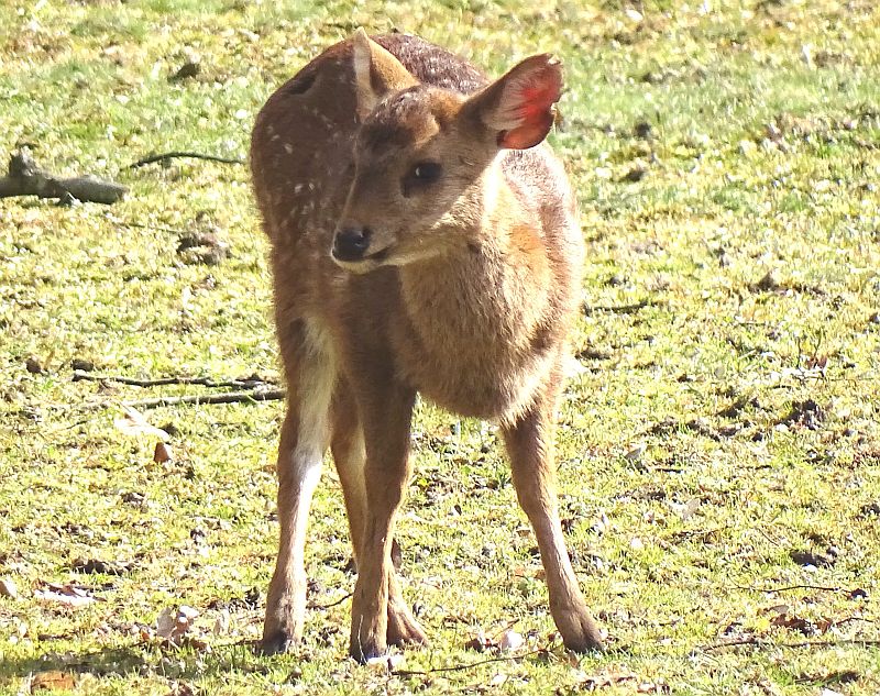 Vorderindischer Schweinshirsch - Jungtier - Tierpark Berlin und Zoo Berlin - Aktuelles - Freunde Hauptstadtzoos