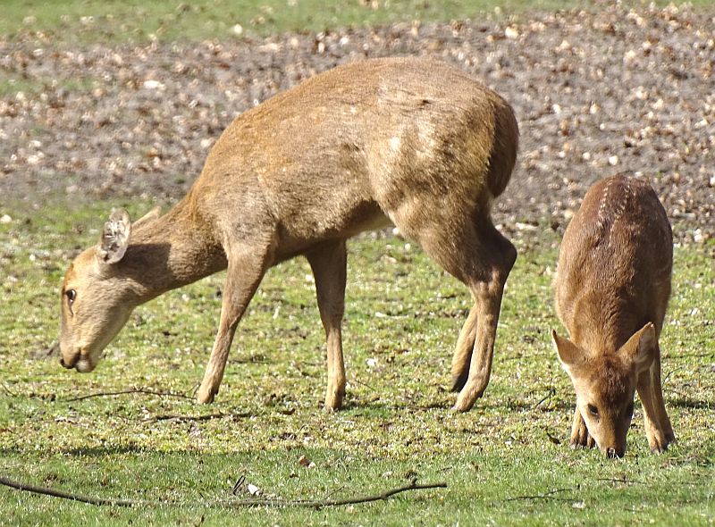 Vorderindischer Schweinshirsch - Jungtier - Tierpark Berlin und Zoo Berlin - Aktuelles - Freunde Hauptstadtzoos