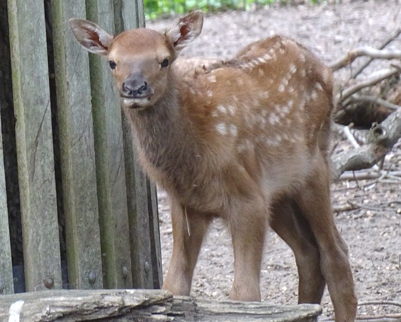 Wapiti - Jungtier - Tierpark Berlin - Aktuelles - Freunde Hauptstadtzoos - Förderverein