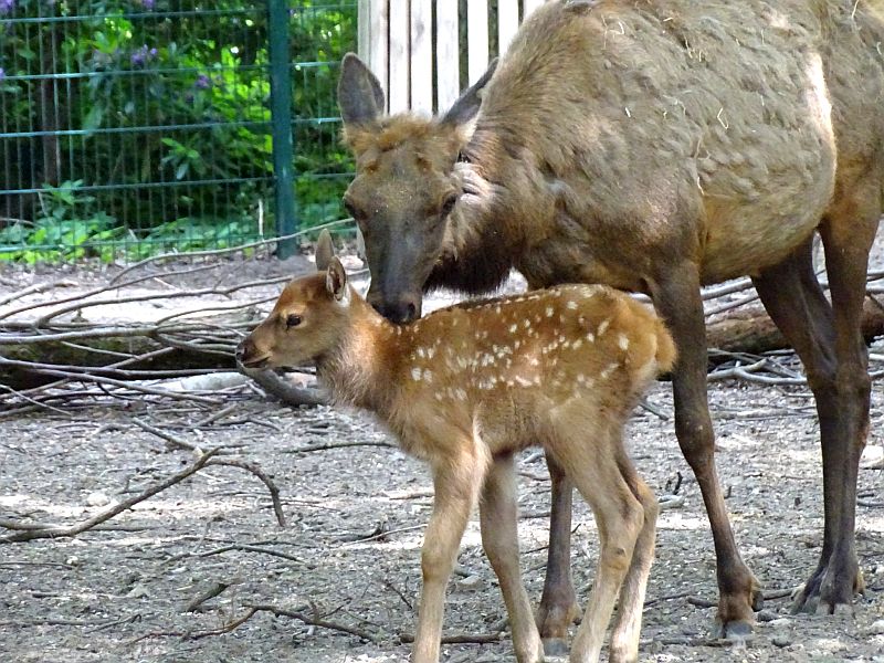 Wapiti - Jungtier - Tierpark Berlin - Aktuelles - Freunde Hauptstadtzoos - Förderverein