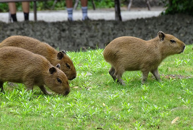 Wasserschwein - Capybara - Aktuelles Tierpark Berlin und Zoo Berlin - Freunde Hauptstadtzoos - Förderverein