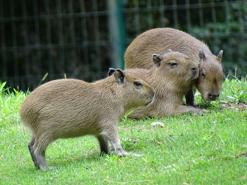 Wasserschwein - Capybara - Aktuelles Tierpark Berlin und Zoo Berlin - Freunde Hauptstadtzoos - Förderverein