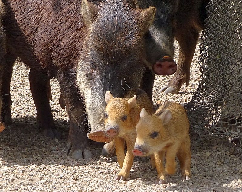 Weißbartpekaris mit zwei Jungtieren im Zoo Berlin.