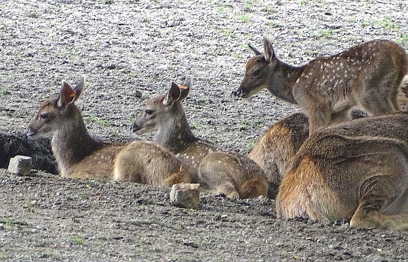 Drei Jungtiere bei den Weißlippenhirschen im Tierpark Berlin