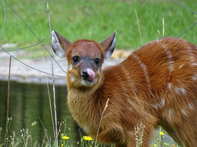 Westliche Sitatunga im Zoo Berlin geboren freundehauptstadtzoos.de
