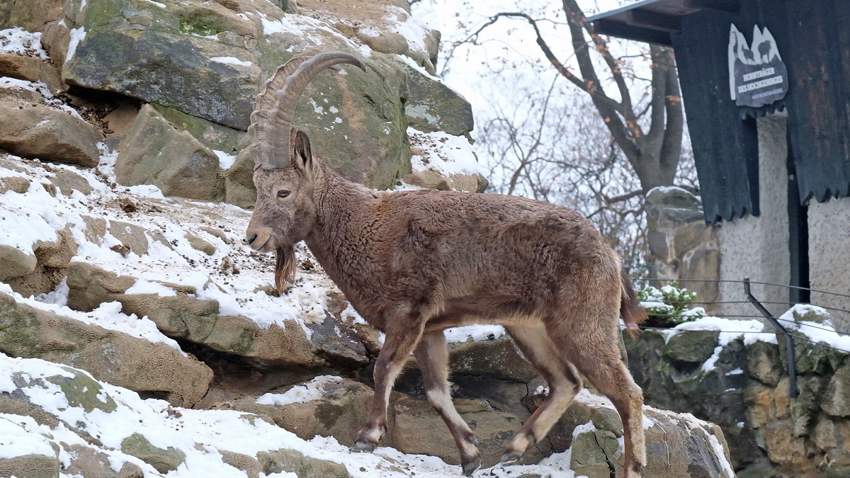 alt-"Winterfell und Daunenkleid - Tierreich - Tierwissen - Tiere - Tierlexikon - Freunde Hauptstadtzoos"