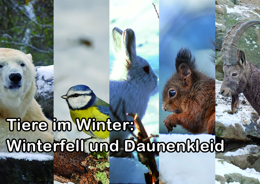 tiere-im-winter-winterfell-und-daunenkleid-freunde-hauptstadtzoos-de
