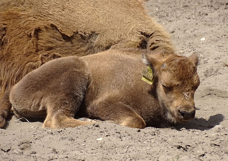 Wisent-Kalb im Tierpark Berlin.