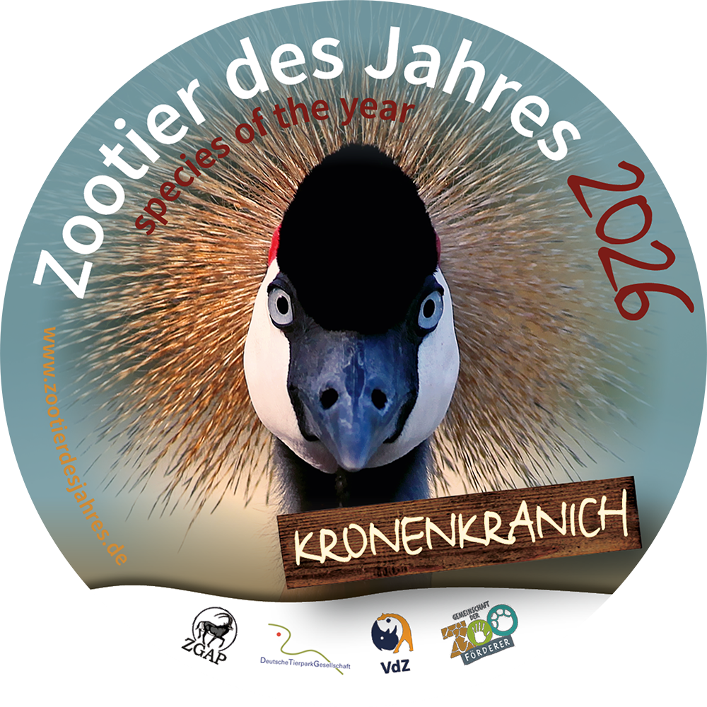 Zum Zootier des Jahres 2026 wurde der Kronenkranich gewählt!